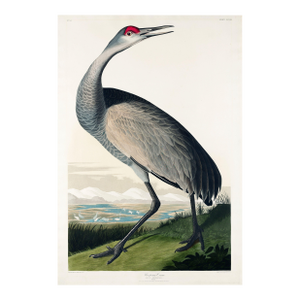 Whooping Crane, Vintage Art Print Reproduction From Birds of America by John James Audubon, 16" X 24"