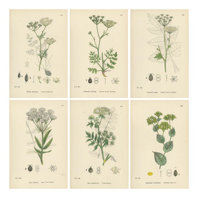 After Sowerby, English Botanical British Wildflowers, 1902, Prints, Set of 6 For Sale