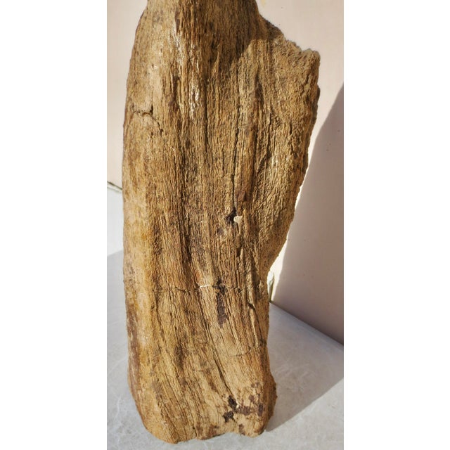Large Petrified Wood Log For Sale - Image 11 of 13