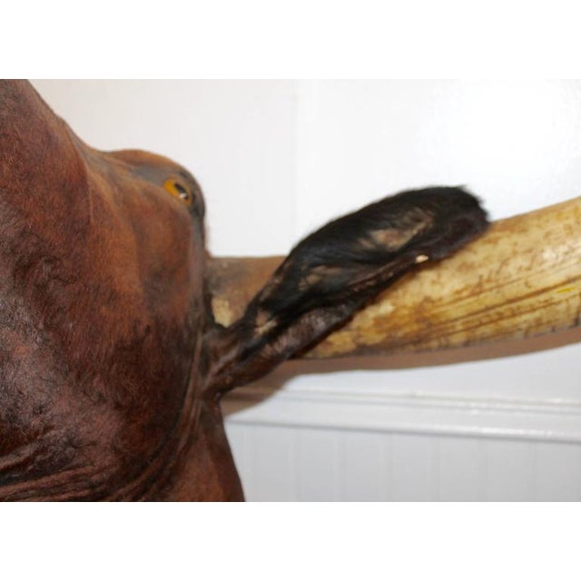 Animal Skin Mid 20th Century Texas Longhorn Mounted Bull For Sale - Image 7 of 9