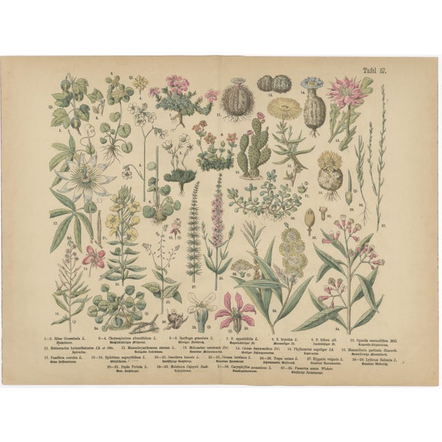 M. Fünfstück, Exotic Plants & Fruit Trees, 1890s, Chromolithograph, Set of 2 For Sale - Image 6 of 9