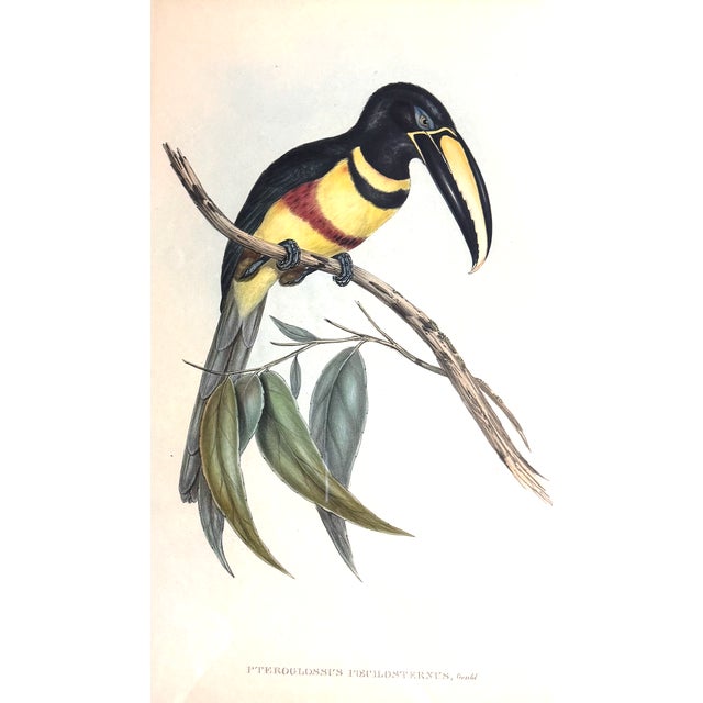 English Original Mid-19th-Century John Gould “Pteroglossus Poecilosternus” Hand-Colored Toucan Lithograph For Sale - Image 3 of 9