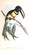 English Original Mid-19th-Century John Gould “Pteroglossus Poecilosternus” Hand-Colored Toucan Lithograph For Sale - Image 3 of 9