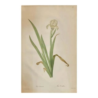 Iris Virescens, Lalics Hand Colored Engraving Signed P. J. Redoute For Sale