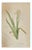 Iris Virescens, Lalics Hand Colored Engraving Signed P. J. Redoute For Sale