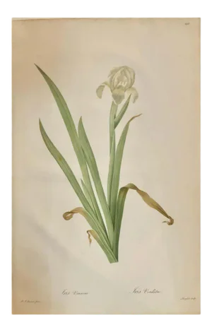 Iris Virescens, Lalics Hand Colored Engraving Signed P. J. Redoute