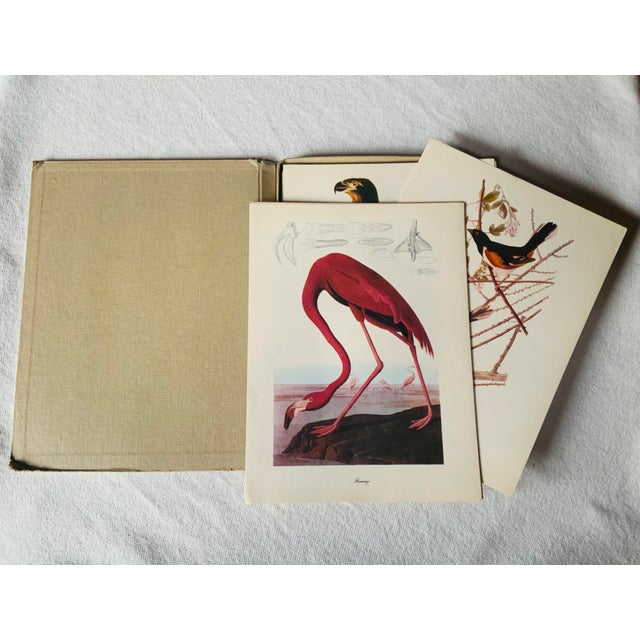 White 1950s Audubon Birds of America — Complete Portfolio of 50 Color Prints With Roger Tory Peterson Commentaries, Macmillan For Sale - Image 8 of 14