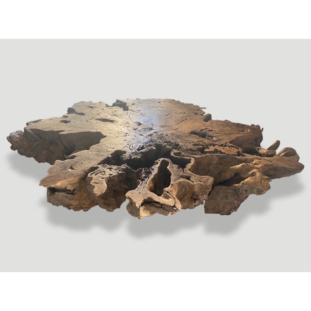 2010s Andrianna Shamaris Monumental Rare Teak Wood Root Coffee Table For Sale - Image 5 of 6