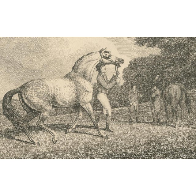 Paper Samuel Howitt, The Racing Stallion, 1800, Engraving For Sale - Image 7 of 9