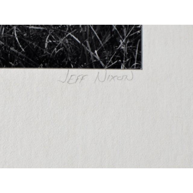 1980s "Beaver-Downed Cottonwood", Black & White Landscape by Jeff Nixon For Sale - Image 5 of 7