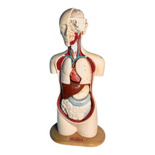 Denoyer Geppert Human Body Torso Anatomical Model 36 For Sale