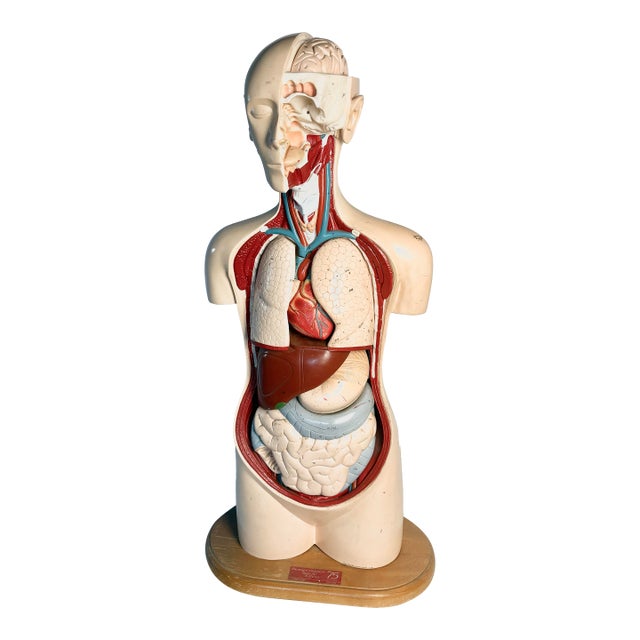 Denoyer Geppert Human Body Torso Anatomical Model 36 For Sale