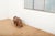 Animal Rhino Ottoman in Leather by Dimitri Omersa for Omersa, 1963 For Sale - Image 11 of 13