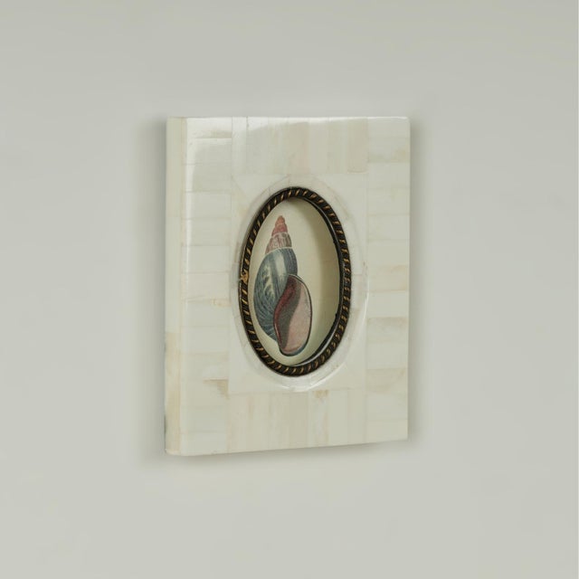 Pair of Petite Bone Framed Seashell Prints For Sale - Image 9 of 16
