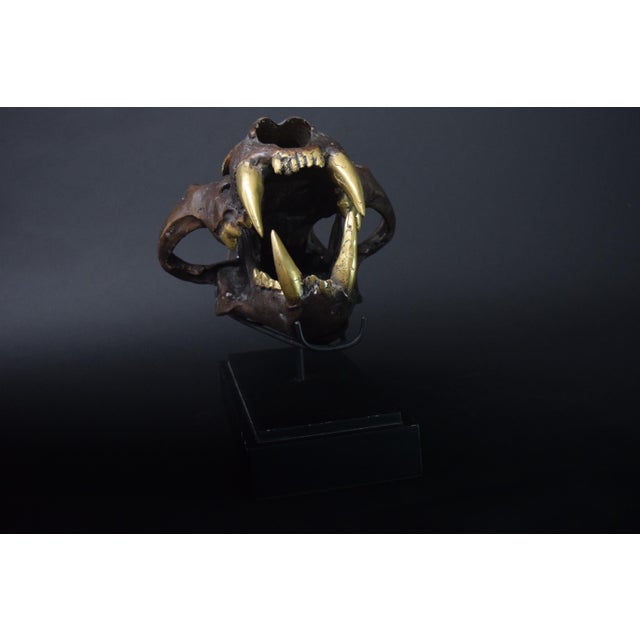 1990s Big Cat Skull Sculpture on Black Display Stand, 1990s For Sale - Image 5 of 10