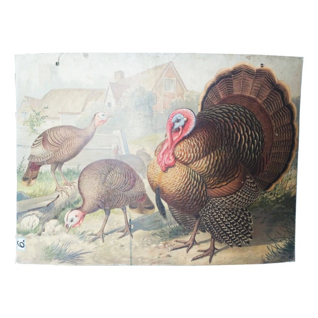 Antique Educational Wall Chart, Lithograph, Turkey, 19th Century For Sale
