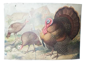 Antique Educational Wall Chart, Lithograph, Turkey, 19th Century