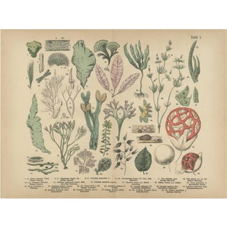 Dr. Wilhelm Fünfstück, Antique Mushroom Plate European Fungi Study, 1885, Paper For Sale