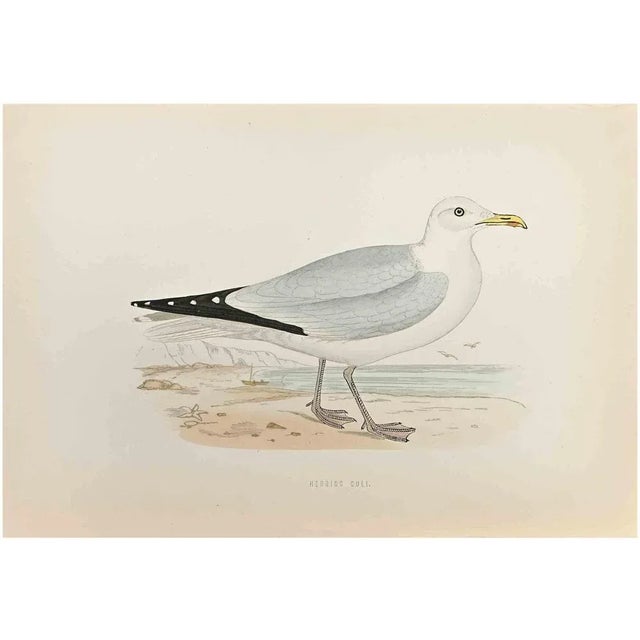 Herring Gull is a modern artwork realized in 1870 by the British artist Alexander Francis Lydon (1836-1917) . Woodcut...