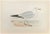 Herring Gull is a modern artwork realized in 1870 by the British artist Alexander Francis Lydon (1836-1917) . Woodcut...