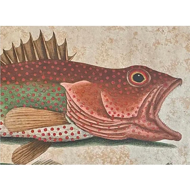 Nautical Mark Catesby Engraving, "Red Hind and Skipjack Tuna" For Sale - Image 3 of 11