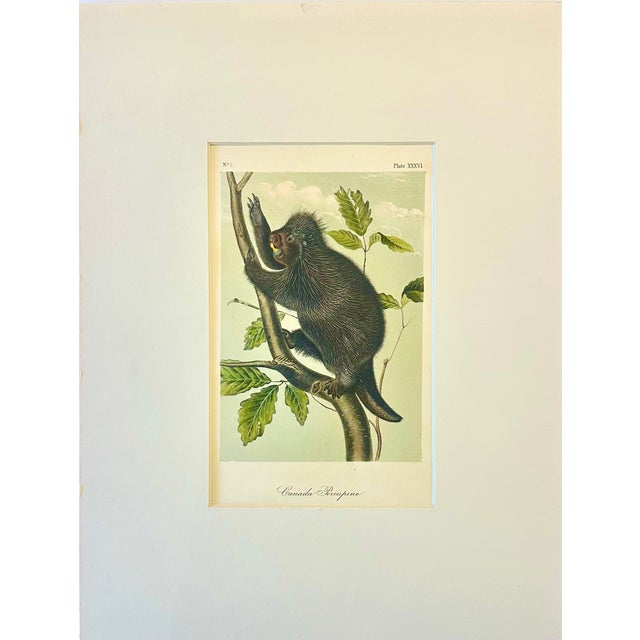 American Porcupine by John James Audubon, 1st Edition Octavo, 1842 For Sale - Image 3 of 3
