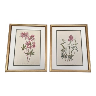 Vintage Botanicals Set of 2- Authentic 1953 Wild Flower Prints For Sale