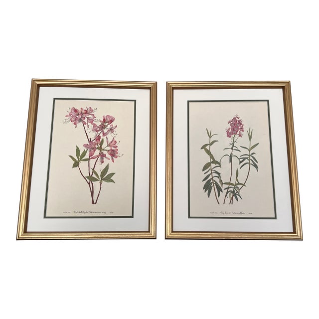 Vintage Botanicals Set of 2- Authentic 1953 Wild Flower Prints For Sale
