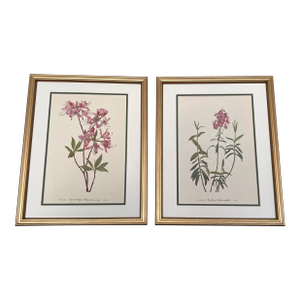 Vintage Botanicals Set of 2- Authentic 1953 Wild Flower Prints