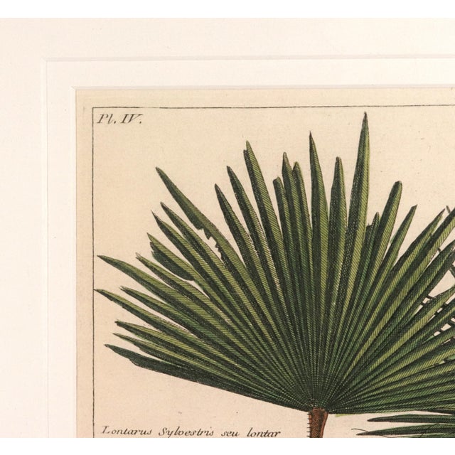 Botanical Hand-Colored Engraving of Palmyra Palms, Georg Eberhard Rumphius, 1741-50 For Sale - Image 11 of 13