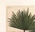 Botanical Hand-Colored Engraving of Palmyra Palms, Georg Eberhard Rumphius, 1741-50 For Sale - Image 11 of 13