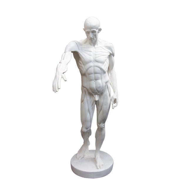 Anatomical Sculpture of Nude Male "L'Ecorche" After Jean Antoine Houdon For Sale