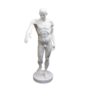 Anatomical Sculpture of Nude Male "L'Ecorche" After Jean Antoine Houdon