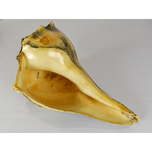 Shell Late 20th Century Vintage Natural Lightning Whelk Conch Shell For Sale - Image 7 of 12