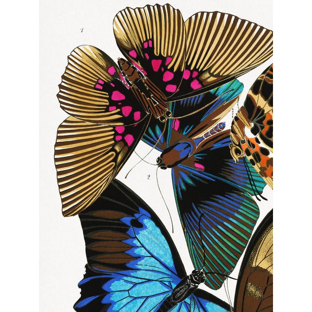 Vintage butterfly illustration reproduced from a 1925 plate by E. A. Séguy, celebrated for his richly colored insect...