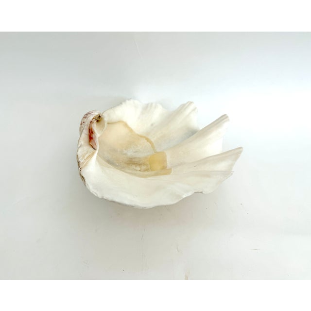 Large Vintage Clam Shell For Sale In Los Angeles - Image 6 of 8