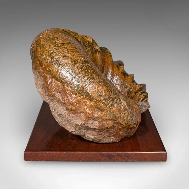 Victorian Large Ammonite Specimen, Natural History, Jurassic Fossil, Antique Presentation For Sale - Image 3 of 12