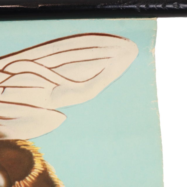 Large Vintage The Honeybee School Chart, 1968 For Sale - Image 12 of 14