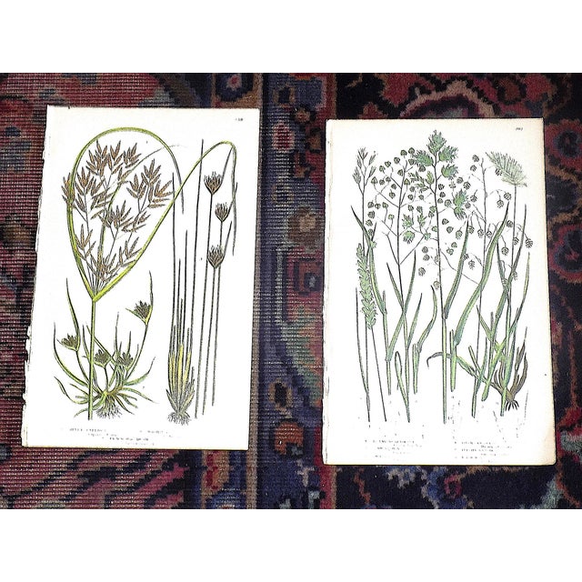 Green Antique 19th Century Botanical Lithographs - Set of 12 For Sale - Image 8 of 10
