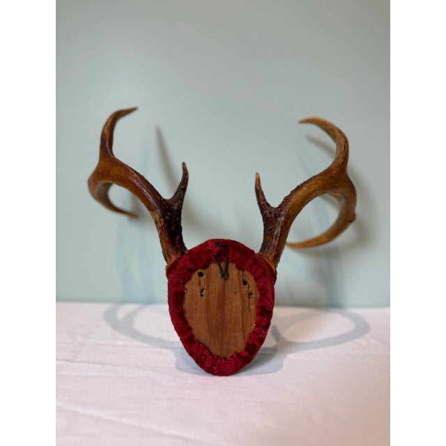 Mid 20th Century Vintage European Red Velvet Antler Trophy Mount – Mid-Century Lodge Decor For Sale - Image 5 of 6