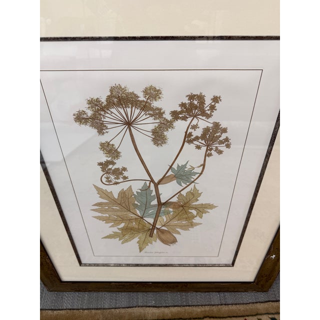 Paper Lussier Lajoie Framing Botanical Prints, Set of Five For Sale - Image 7 of 12