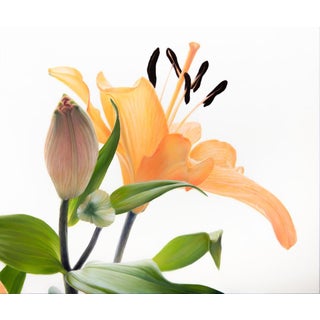 At First Light - Oil on Canvas - Floral For Sale