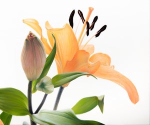At First Light - Oil on Canvas - Floral
