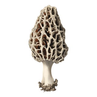6" X 9" 'Common Morel' or 'Morchella Esculenta' Mushroom - Original Botanical Herbarium Watercolor & Pencil Fine Art Print For Sale