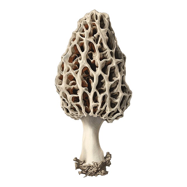 6" X 9" 'Common Morel' or 'Morchella Esculenta' Mushroom - Original Botanical Herbarium Watercolor & Pencil Fine Art Print For Sale