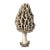 6" X 9" 'Common Morel' or 'Morchella Esculenta' Mushroom - Original Botanical Herbarium Watercolor & Pencil Fine Art Print For Sale