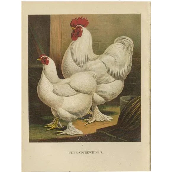 Volschau, The White Cochinchina, 1888, Lithograph For Sale - Image 10 of 10