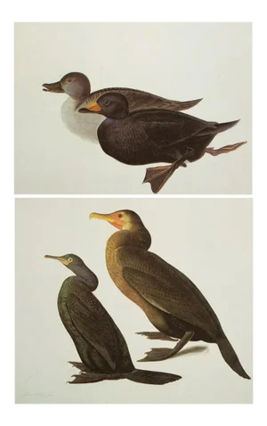 1966 Vintage Cottage Print "Pelagic Cormorant & Common Scoter" After John James Audubon