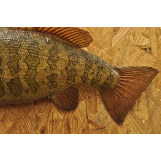 Mid 20th Century Vintage Smallmouth Bass Fish Wall Mount Taxidermy Real Skin Fishing Wall Decor For Sale - Image 5 of 11