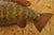 Mid 20th Century Vintage Smallmouth Bass Fish Wall Mount Taxidermy Real Skin Fishing Wall Decor For Sale - Image 5 of 11